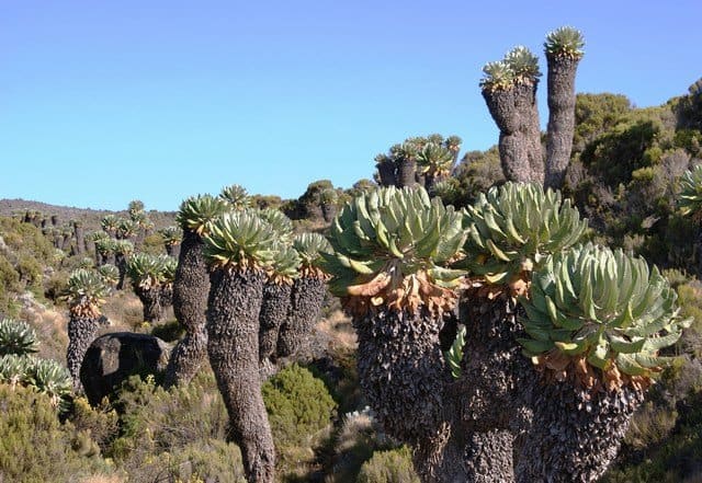 Valley of Giants