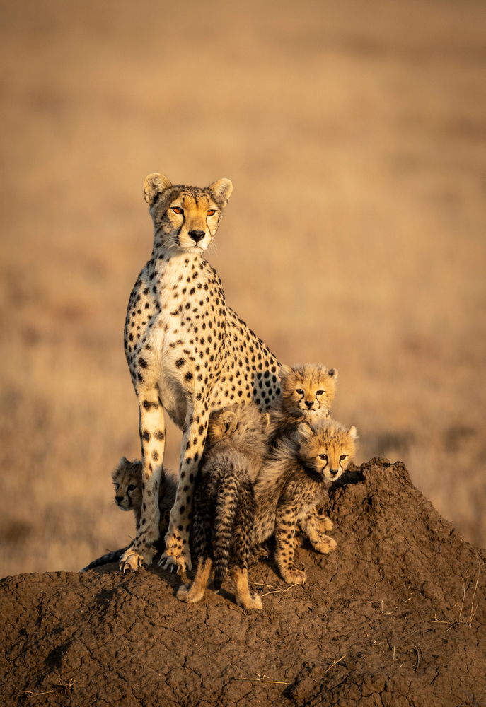 Tanzania safari