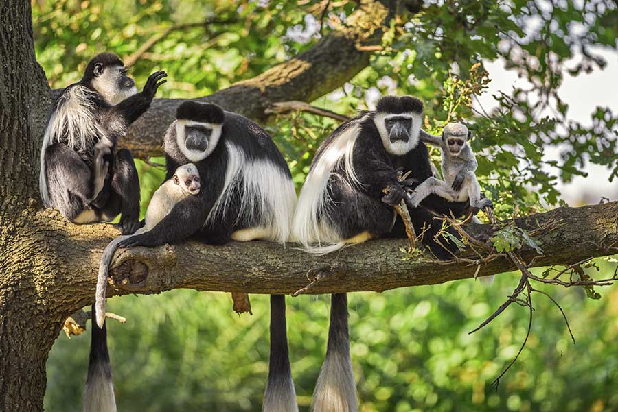 colobus monkey on kilimanjaro