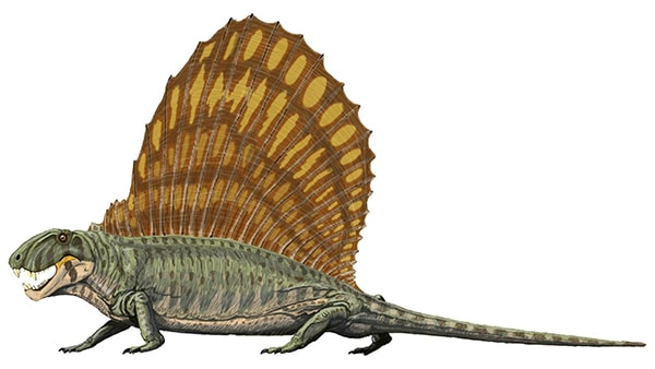 Dimetrodon Grandis