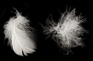 down vs feather