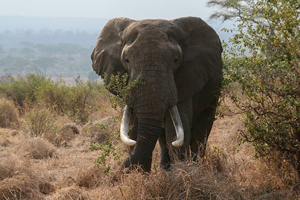 elephant