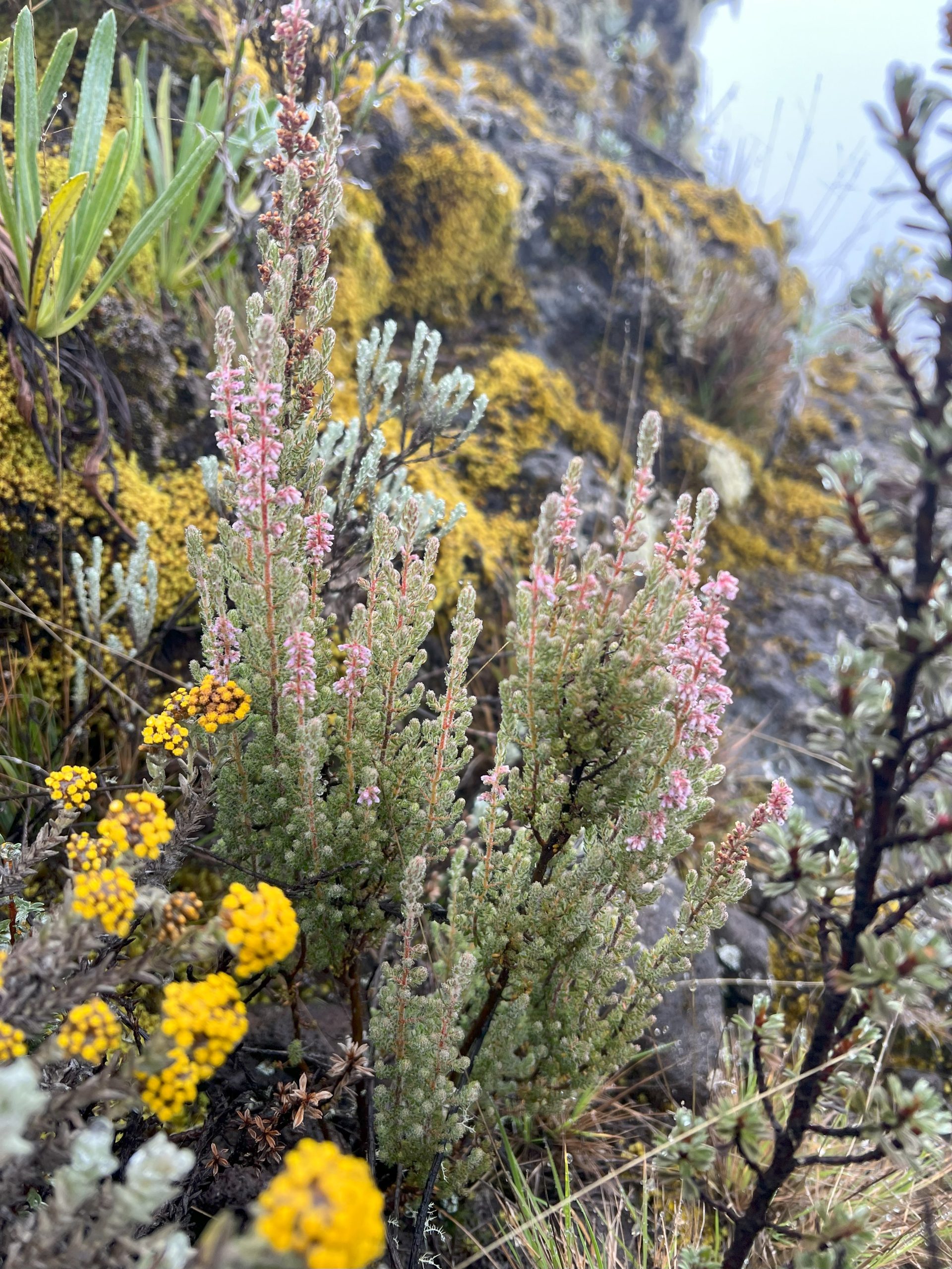 Kilimanjaro Flora: Discover the Unique Plant Life on Africas Roof