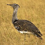 Kori Bustard