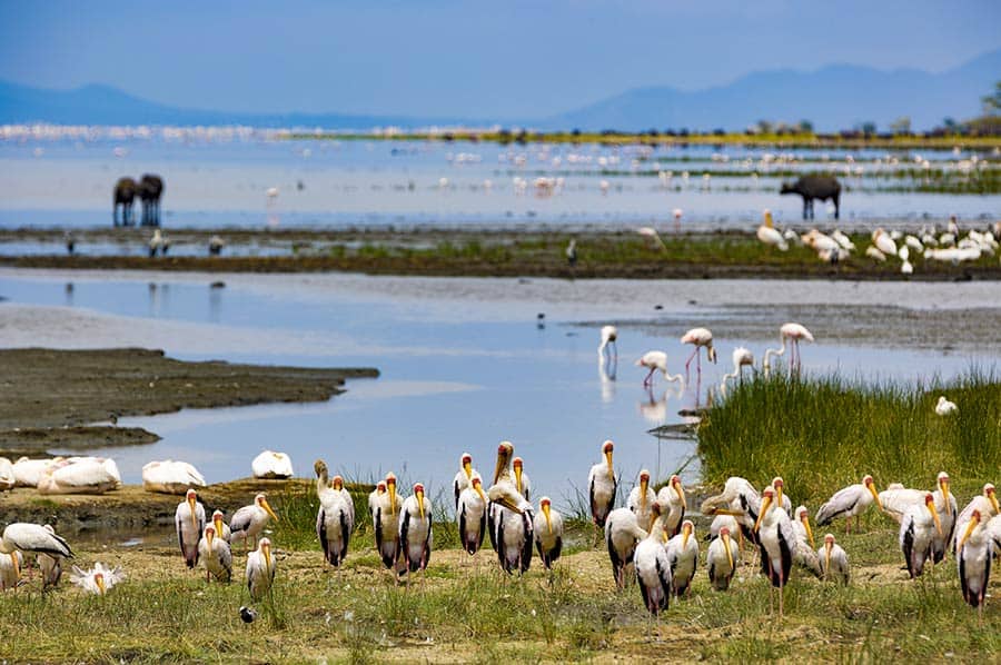 lake manyara