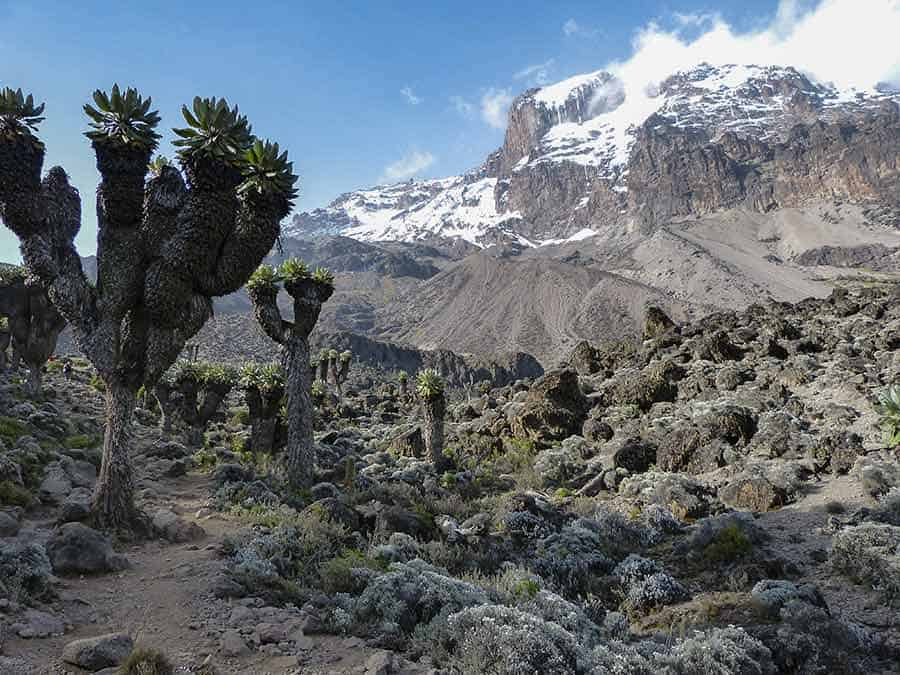 Climb Kilimanjaro on the Lemosho Route
