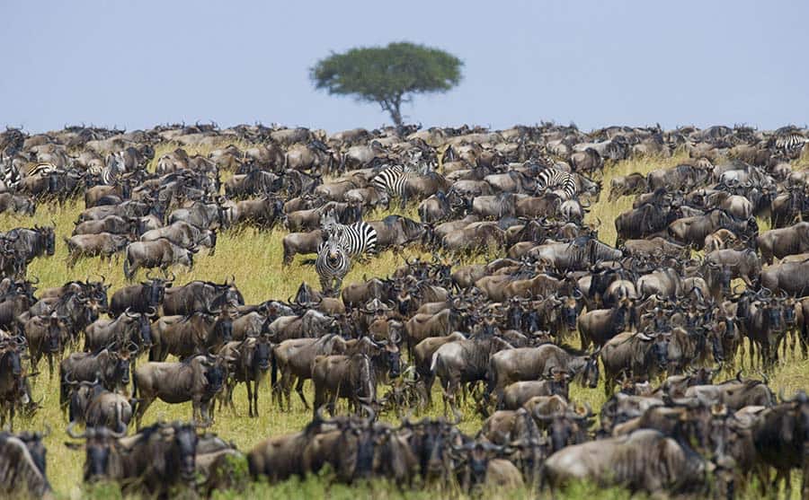 the great migration