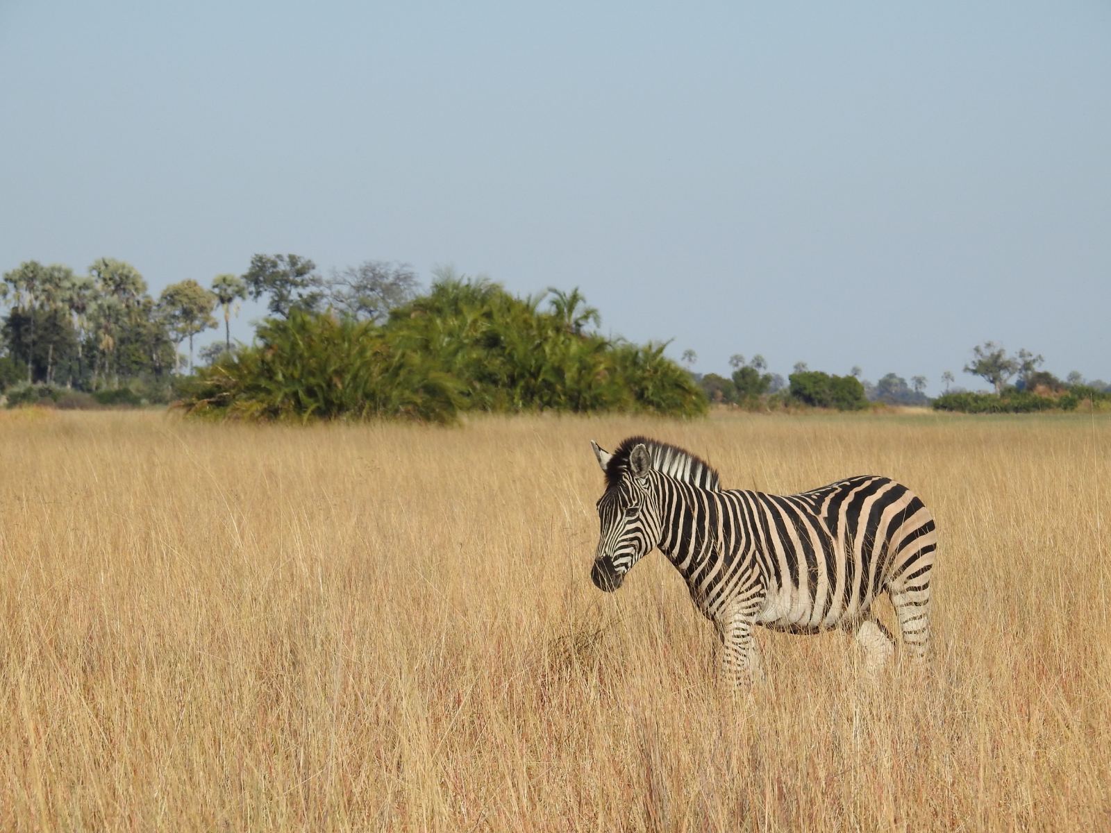 Serengeti — The endless plain