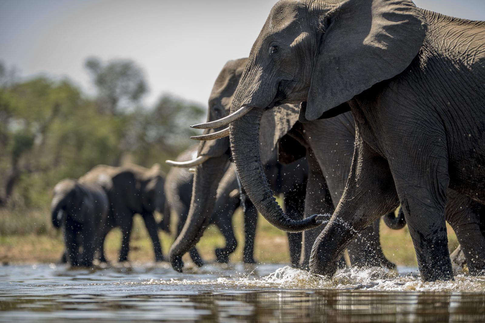 Tarangire — Elephants & baobabs