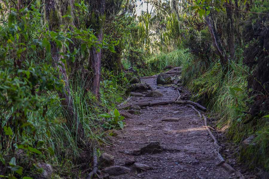 machame rainforest