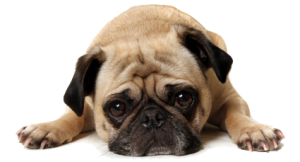sad dog
