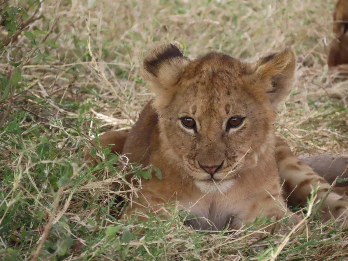 Lion cub at eye level