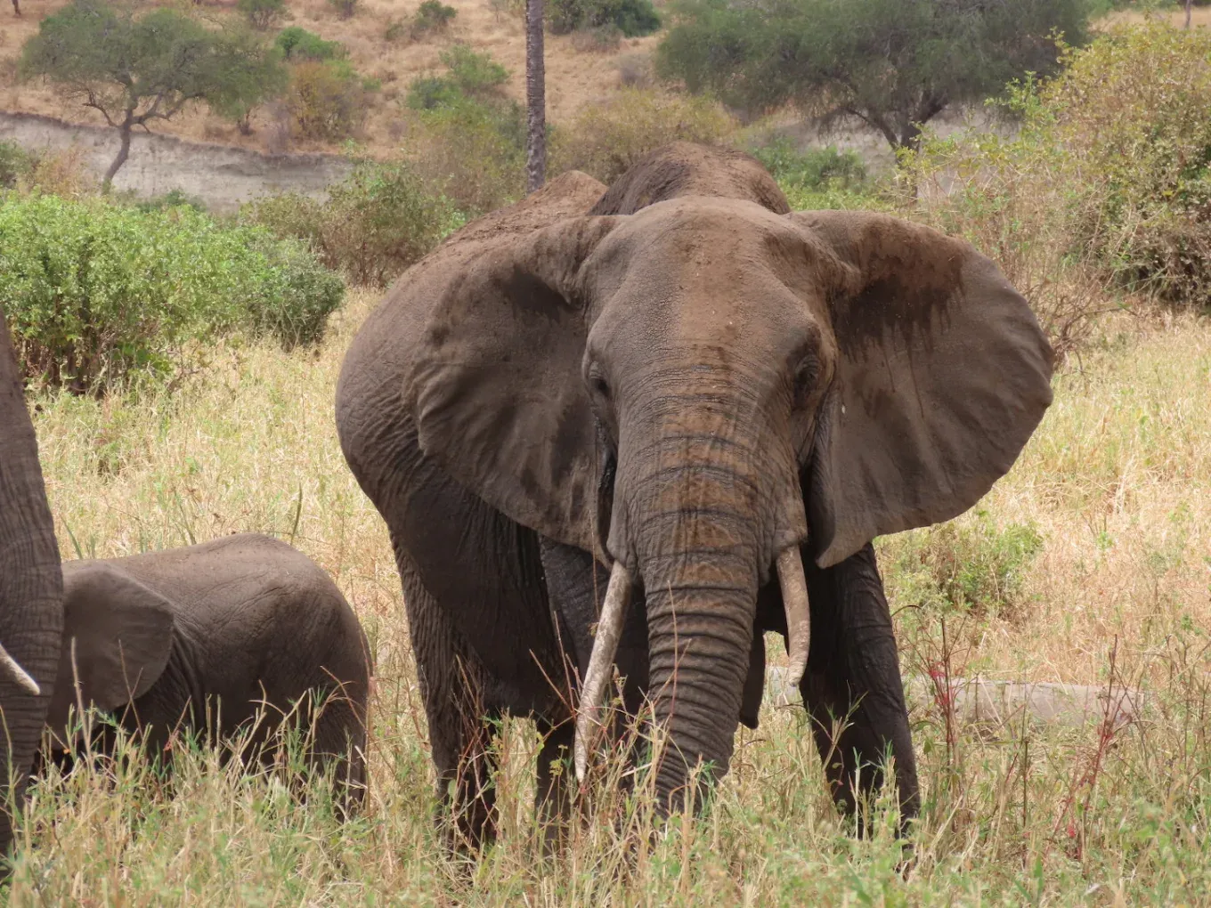 Tanzania safari