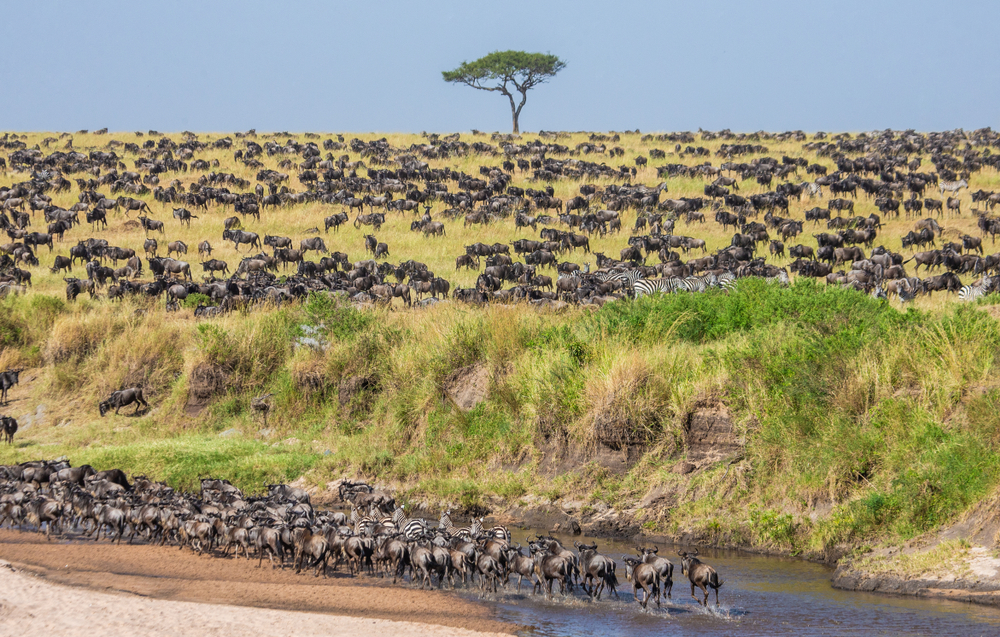 Should I Go on a Tanzanian Safari?