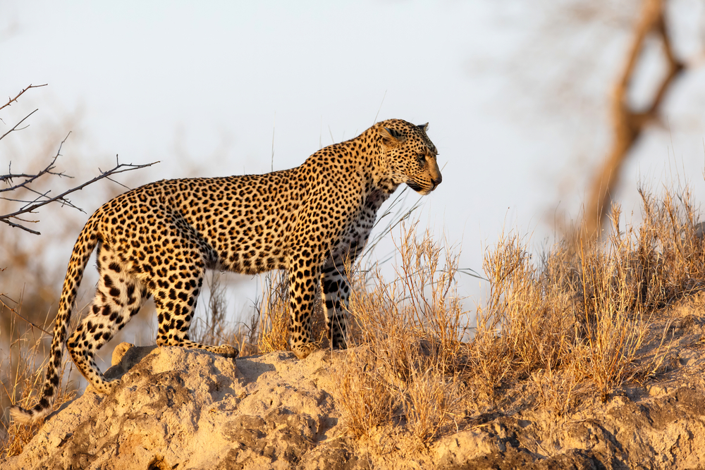 Should I Go on a Tanzanian Safari?