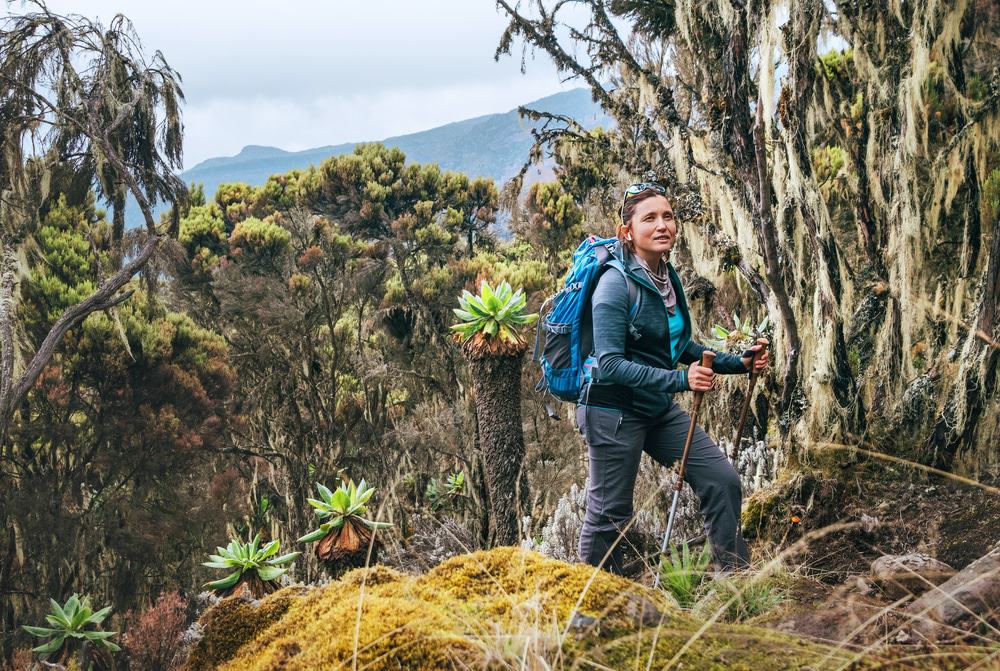 Kilimanjaro Flora: Discover the Unique Plant Life on Africas Roof