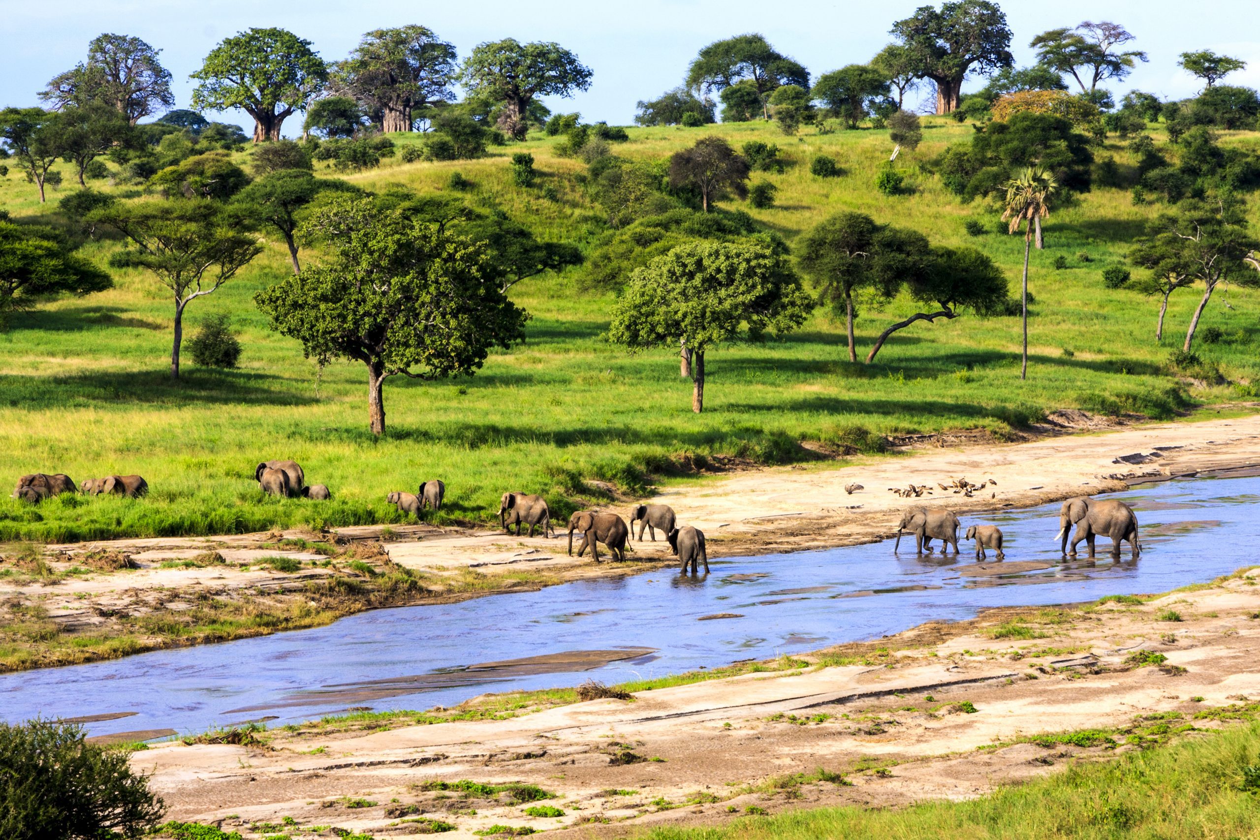 Should I Go on a Tanzanian Safari?
