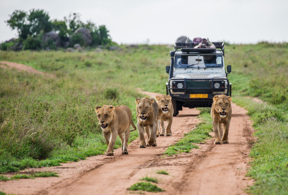 Should I Go on a Tanzanian Safari?