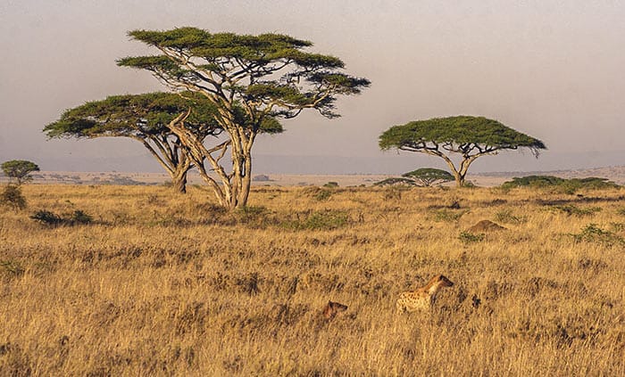 tarangire plains