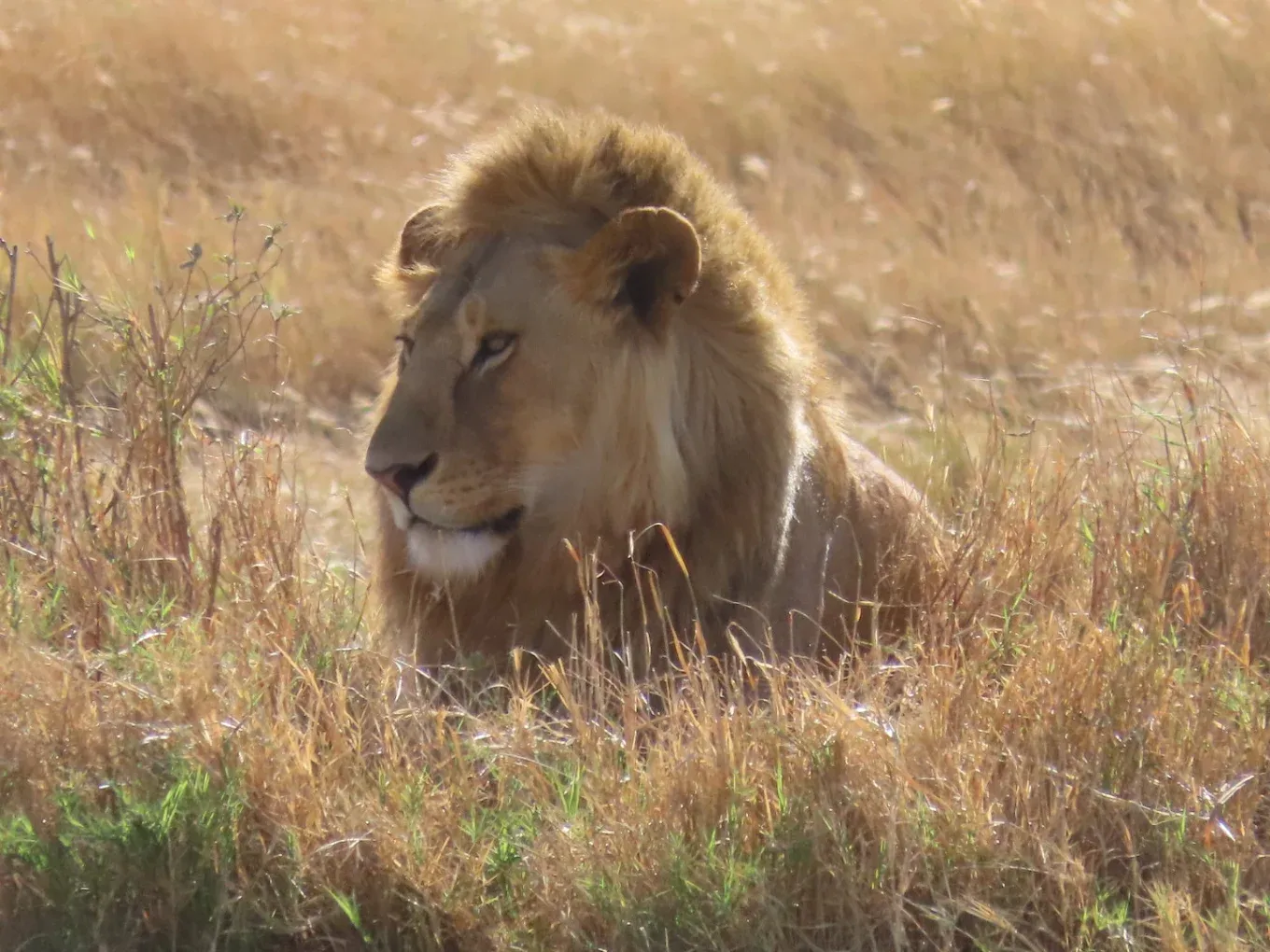 Safari — Serengeti, midday