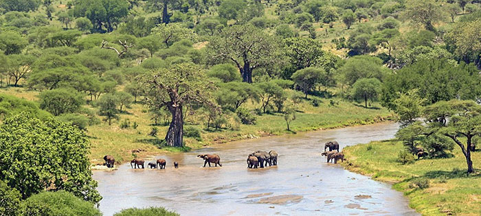 Tarangire wet season