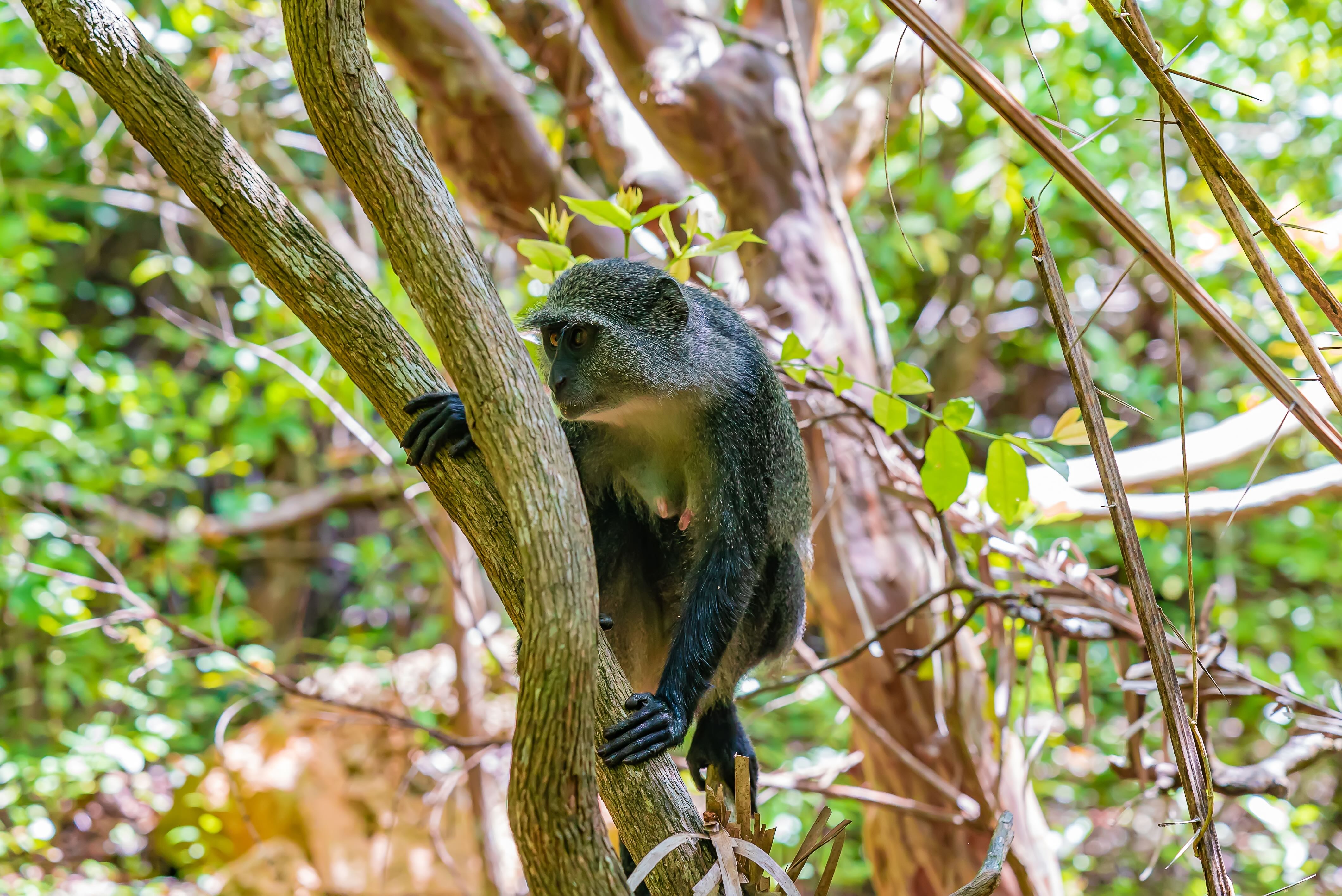 Zanzibar blue monkey